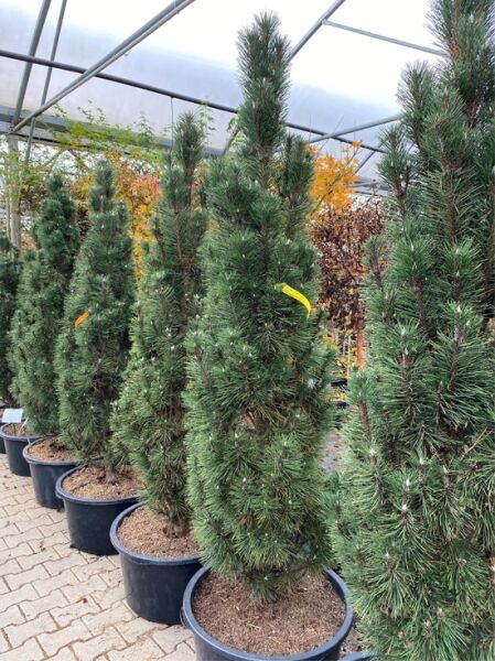 Pinus nigra 'Komet' / Kleine Säulen-Schwarz-Kiefer 'Komet'
