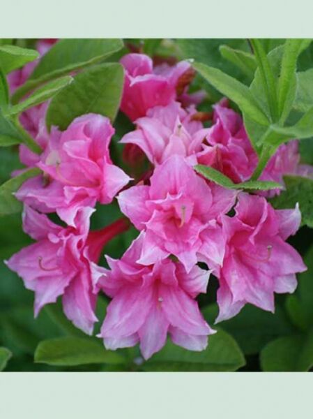 Laubabwerfende Azalee 'Aida' / Azalea rustica 'Aida'