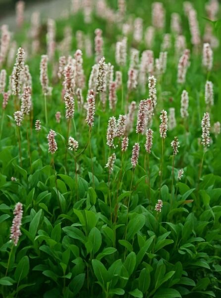 Persicaria affinis 'Superba' (Syn. Bistorta affinis 'Superba'), Schnecken-Knöterich 'Superba' mit rosafarbenen Blütenähren und grünem Laub.