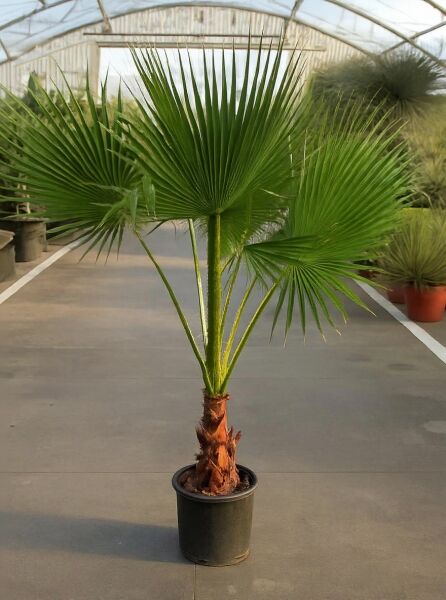 Washingtonia robusta (Mexikanische Washington-Palme) 125–150 cm C35, Fächerpalme im Topf mit kräftigen grünen Wedeln