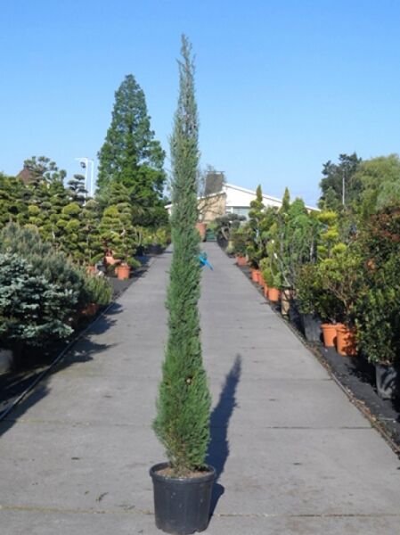 Mittelmeer-Zypresse / Säulen-Zypresse / Mittelmeer-Zypresse / Säulen-Zypresse