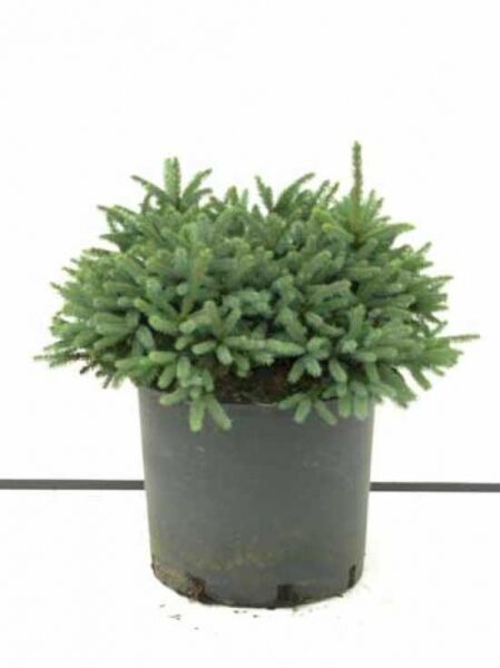 Picea glauca 'Echiniformis' / Blaue Igel-Fichte 'Echiniformis', kompakter Nadelstrauch im Topf, 30–40 cm, C7