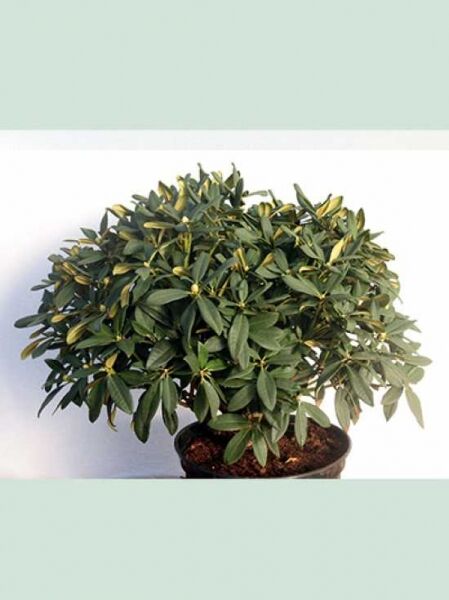 Rhododendron 'Arktis' / Rhododendron Hybride 'Arktis'