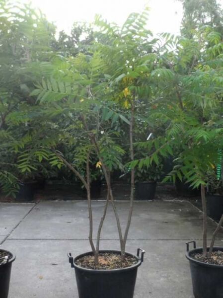 Essigbaum / Hirschkolben-Sumach / Essigbaum / Hirschkolben-Sumach