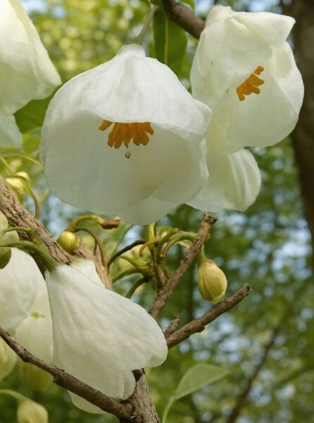 Berg-Schneeglöckchenbaum  / Berg-Schneeglöckchenbaum 