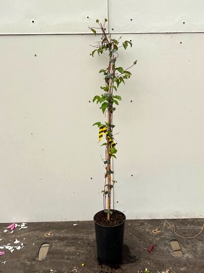 Waldrebe Clematis florida 'Sieboldii' 80-100 cm C2, rankende Pflanze im schwarzen Topf mit Stab und grünen Blättern