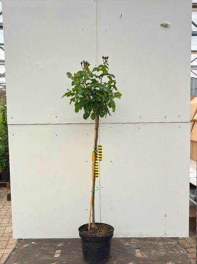 Rosa 'Rumba ®' / Stammrose 'Rumba' 90 cm Stamm C7 im Topf, veredelter Rosenstamm mit belaubter Krone und Knospen