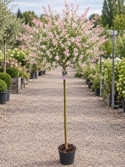 Harlekinweide - Salix integra 'Hakuro-nishiki'