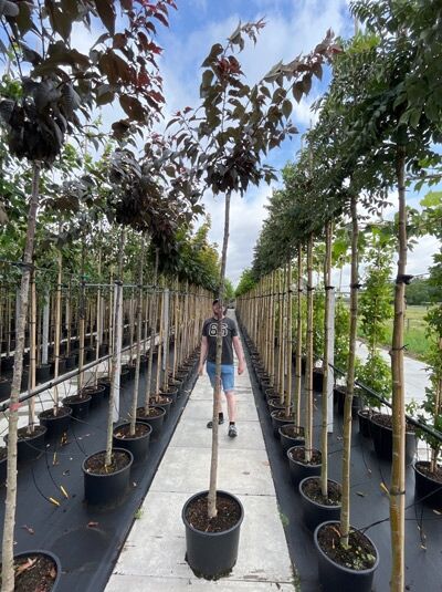 Prunus serrulata 'Royal Burgundy' – Rotblättrige Nelken-Kirsche 'Royal Burgundy' Hochstamm 10-12 StU im Container, rotlaubig