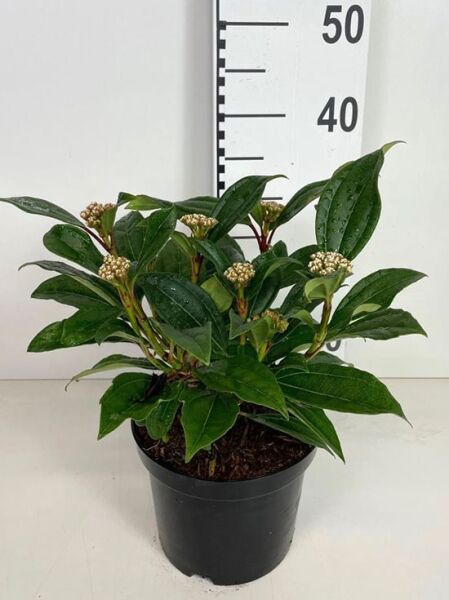 Viburnum davidii / Immergrüner Kissen-Schneeball 30-40 cm (breit) C3, Topfpflanze mit glänzend grünen Blättern und Knospenständen