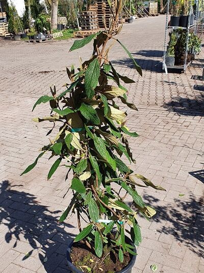 Runzelblättriger Schneeball / Viburnum rhytidophyllum