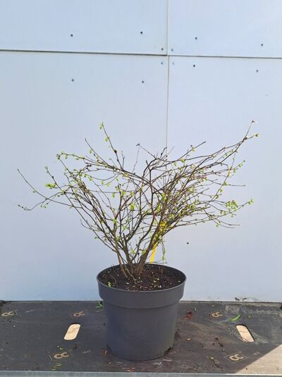 Corylopsis pauciflora (Glockenhasel/Schlüsselblumenstrauch) 30–40 cm C3 im Topf, mehrtriebiger Strauch mit kahlen Zweigen und Knospen.