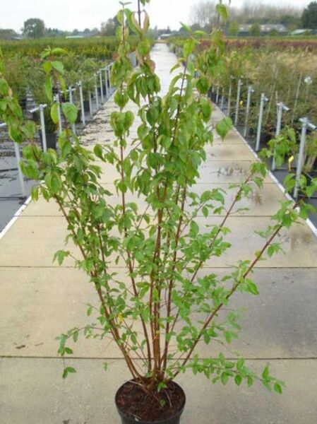 Cornus mas (Kornelkirsche) Strauch im Topf, Höhe 100–125 cm, Container C12, mehrtriebig mit grünem Laub