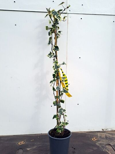Efeu Hedera helix 'Marginata Elegantissima' 60-100 cm C2, kletternde Pflanze am Stab, grün-weiß panaschierte Blätter im Topf.