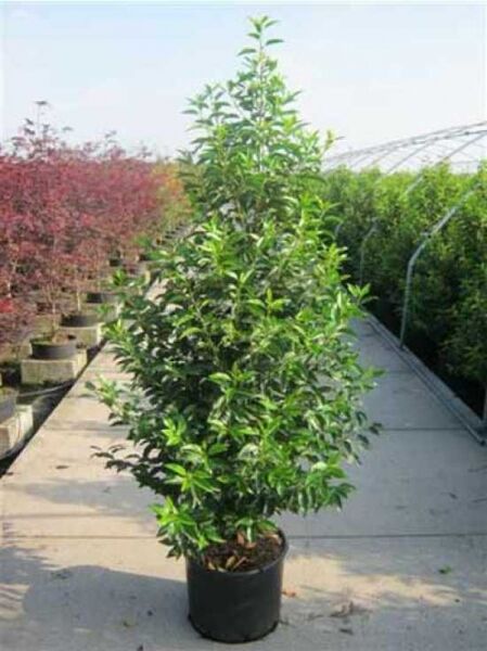 Portugiesischer Kirschlorbeer / Portugiesischer Kirschlorbeer