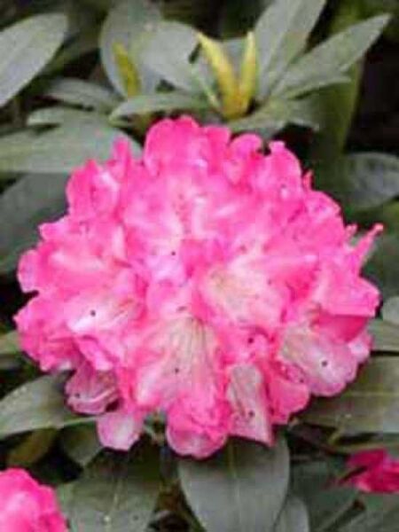Rhododendron 'INKARHO Belona' / Rhododendron yakushimanum 'INKARHO Belona'