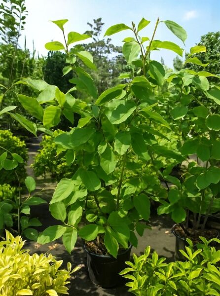 Magnolia soulangiana 'Alba Superba' / Tulpen-Magnolie 'Alba Superba' 150-175 cm C20, junges Gehölz im Container mit grünem Laub