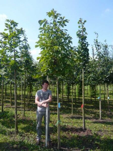 Gewöhnliche Rosskastanie / Aesculus hippocastanum