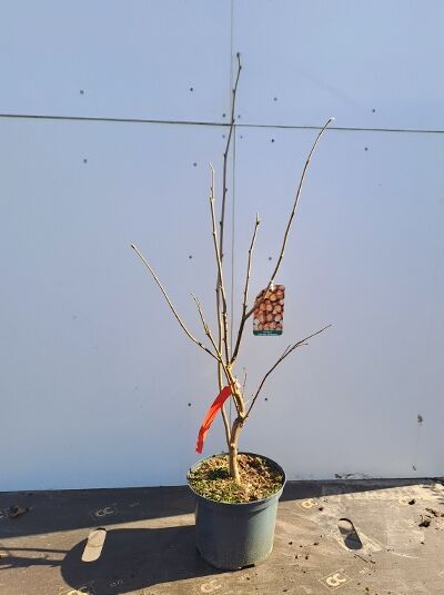 Haselnuss-Strauch „Halle’sche Riesen“ (Corylus 'Halle'sche Riesen), 60–100 cm im Topf C5, mehrtriebiger Jungstrauch mit Etikett.