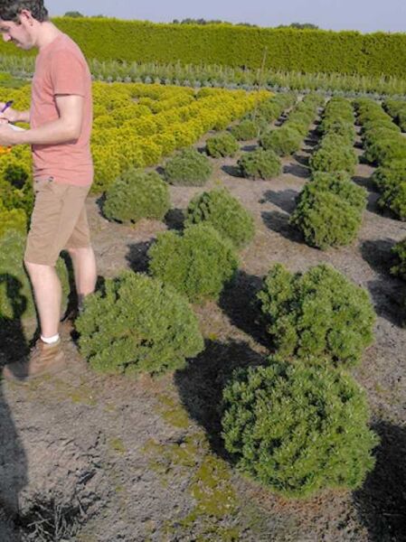 Pinus mugo 'Mops' / Kugel-Kiefer 'Mops'