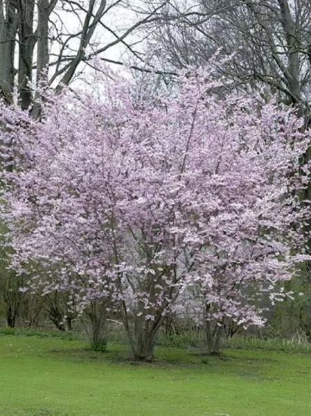 Winterkirsche &#039;Autumnalis&#039; / Prunus subhirtella &#039;Autumnalis&#039;