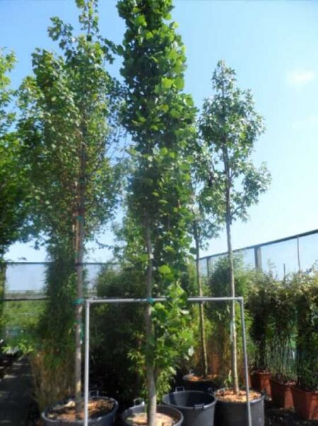 Liriodendron tulipifera 'Fastigiatum' / Säulen-Tulpenbaum 400-500 cm C150 Solitär, schlanker Säulenbaum im Container mit grünem Laub