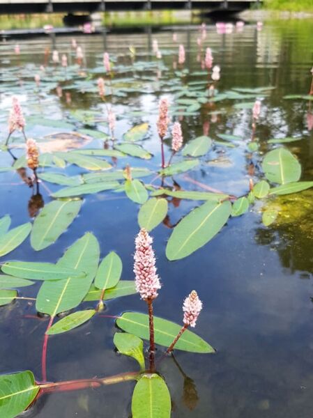 Wasser Knöterich / Persicaria amphibia