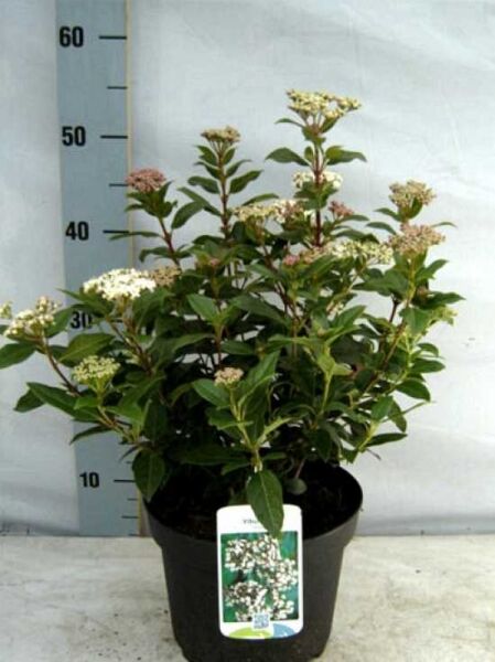Viburnum tinus (Mittelmeer-Schneeball) 30–40 cm C4, im Topf mit dunkelgrünem Laub und weißen Blütendolden