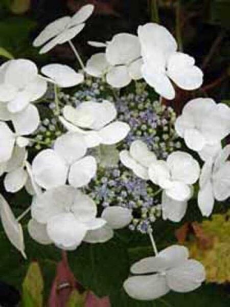 Teller-Hortensie 'Libelle' (Dragonfly') / Hydrangea macrophylla 'Libelle' ('Dragonfly')