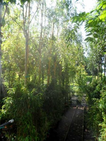 Gelbe Babylonische Trauer-Weide / Salix babylonica 'Aurea'