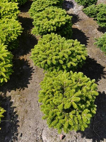Abies alba 'Green Globe' / Weiß-Tanne 'Green Globe'
