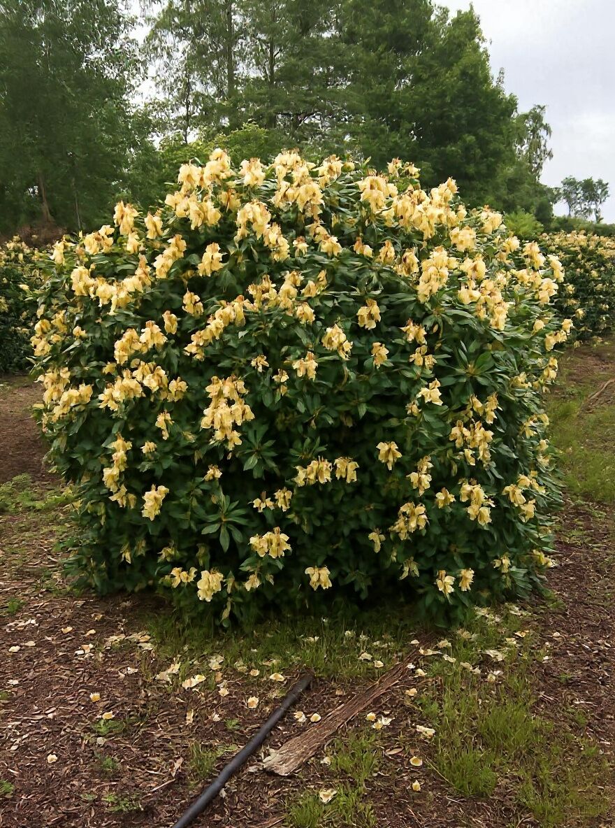 baumschule taxus Gewhnliche Eibe  Taxus baccata  Heinis Baumschulen
