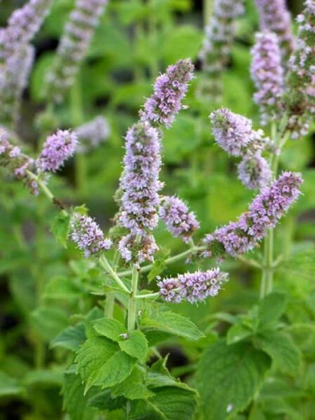 Garten-Apfel-Minze / Mentha suaveolens