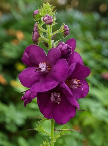 Verbascum x cultorum 'Royalty ®' / Königskerze 'Royalty ®' mit purpurvioletten Blüten und Knospen am Blütenstand