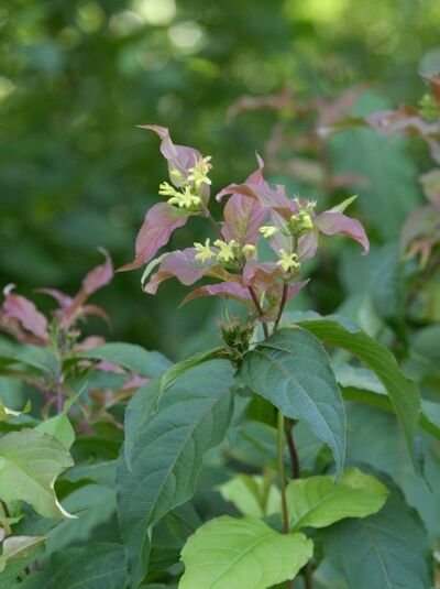 Schein-Weigelie / Diervilla splendens