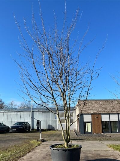 Eisenholzbaum / Parrotie 350-400 cm / Parrotia persica mehrstämmige Schirmform' (874845)