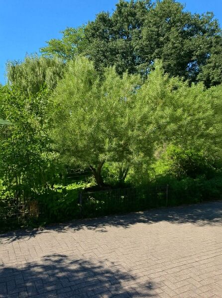 Salix exigua (Koyoten-Weide) als mehrstämmiger Strauch mit dichtem, schmalblättrigem, hellgrünem Laub.