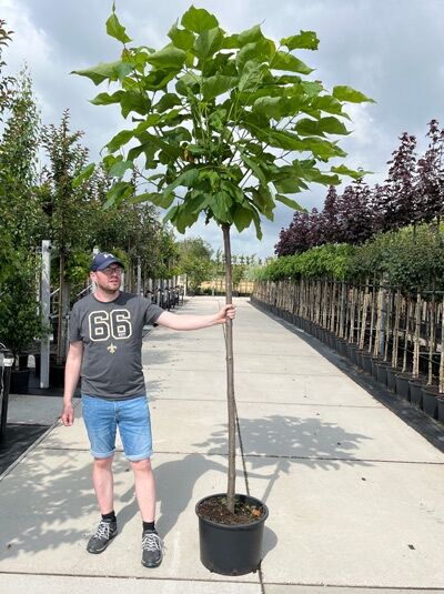 Kugel-Trompetenbaum (Catalpa bignonioides 'Nana'), Hochstamm ca. 200 cm, Stammumfang 12–14 cm, im Container mit kugeliger Krone