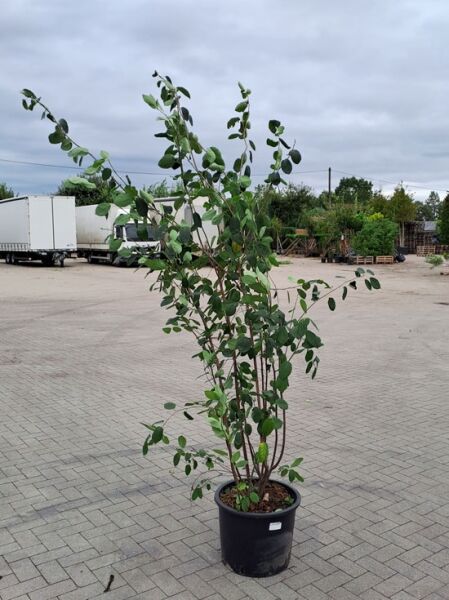 Kupfer-Felsenbirne (Amelanchier lamarckii) 150-175 cm C20, mehrtriebiger Strauch im schwarzen Pflanztopf mit grünen Blättern.
