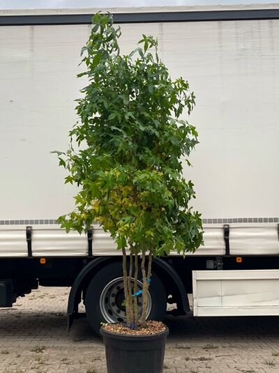 Amerikanischer Amberbaum 250 - 300 cm 'mehrstämmig' / Liquidambar styraciflua (1577309)