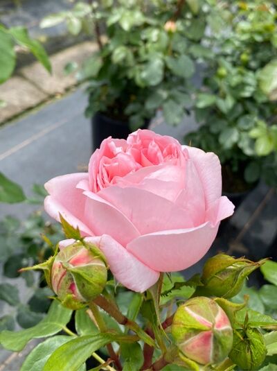 Edelrose 'Voyage' ® / Edelrose 'Voyage' ®