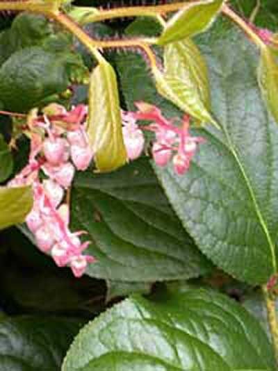 Hohe Scheinbeere / Gaultheria shallon