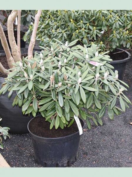 Rhododendron yakushimanum 'Yours Truly' / Rhododendron 'Yours Truly' Solitär im Topf, 60–70 cm Breite, m. B.