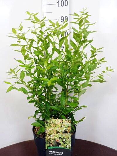 Vaccinium corymbosum 'Goldtraube' / Heidelbeere Goldtraube, 60–80 cm im C12-Topf, buschiger Strauch mit grünen Blättern
