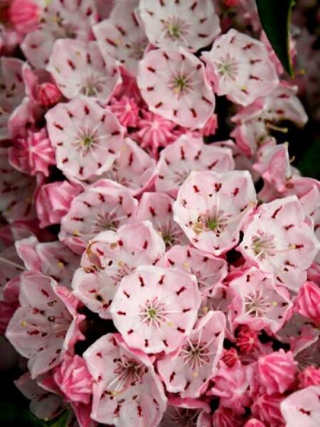 Lorbeerrose 'Olympic Fire' / Berglorbeer 'Olympic Fire' / Kalmia latifolia 'Olympic Fire'