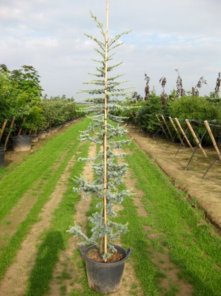 Blaue Libanon-Zeder (Cedrus libani 'Glauca') im Topf C35, 150–175 cm, aufrecht wachsend mit blaugrauen Nadeln.