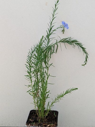 Linum perenne (Stauden-Lein) P9, grüne schmale Blätter, aufrechte Triebe mit blauer Blüte im Topf