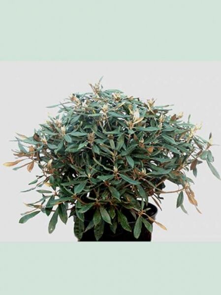 Rhododendron smirnowii 'Millennium' / Rhododendron 'Millennium', Solitärstrauch im Topf, 60–70 cm Breite, mit Knospen und Blütenansätzen.