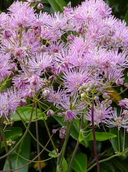 Akeleiblättrige Wiesenraute  / Thalictrum aquilegifolium