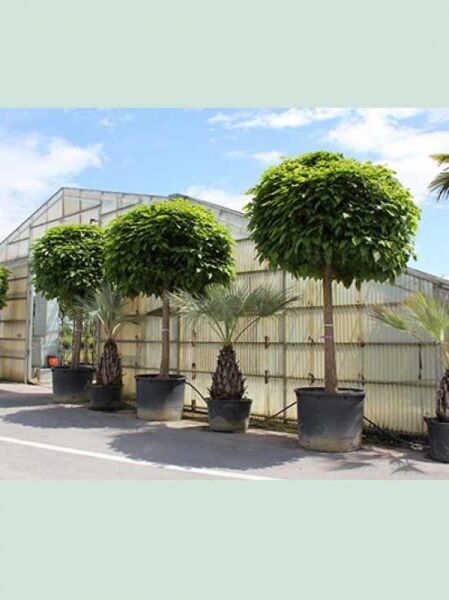 Großkroniger Trompetenbaum (Catalpa bungei) Hochstamm, 35–40 StU, im Container mit kugeliger Krone.